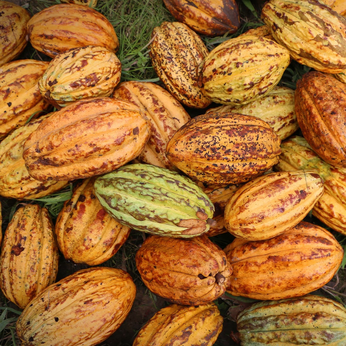 18 Mini Bars (Harvest & Aged) by To'ak Chocolate